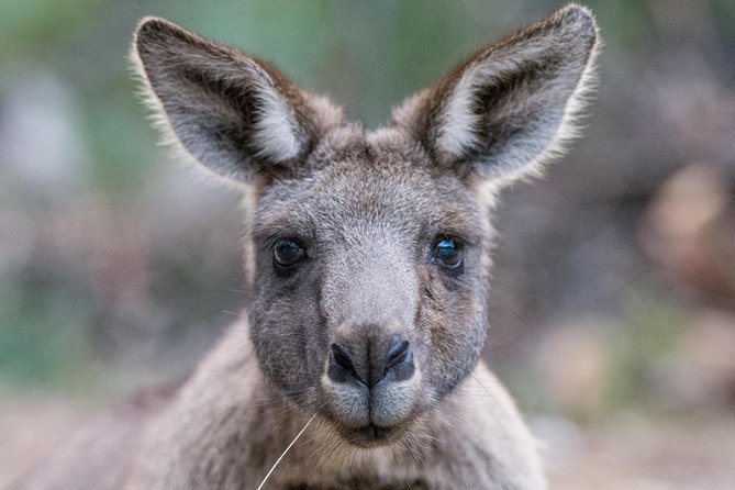Small-Group Grampians Great Wildlife Escape Day Trip with Hiking - Why the Grampians make a worthwhile day trip from Melbourne