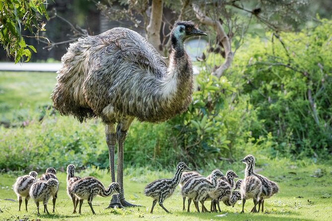 Small-Group Grampians Great Wildlife Escape Day Trip with Hiking - A long ride in a small air-conditioned minibus