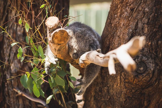 Small-Group Phillip Island Afternoon Day Trip from Melbourne - Does the $150 price make sense?