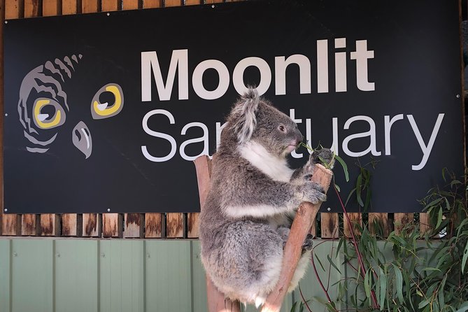 Small-Group Phillip Island Afternoon Day Trip from Melbourne - How to get the best penguin view