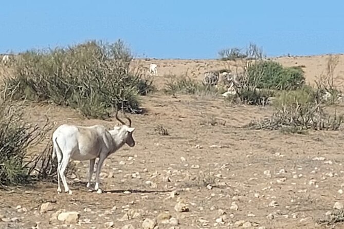 Souss Massa National Park Half Day Trip from Agadir - Leaving Agadir for the argan and eucalyptus forests