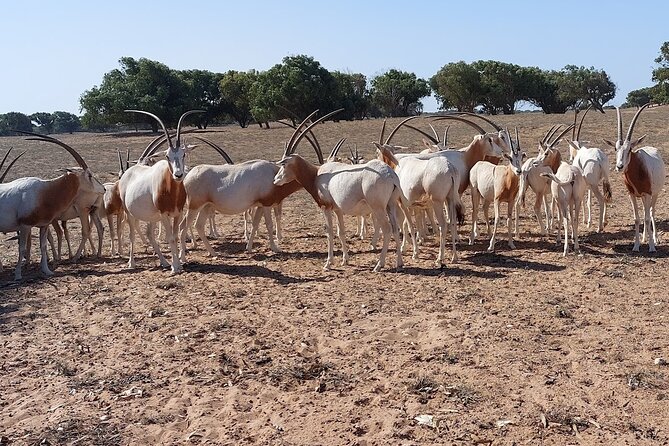 Souss Massa National Park Half Day Trip from Agadir - Tifnit fishing village and its wild Atlantic beach