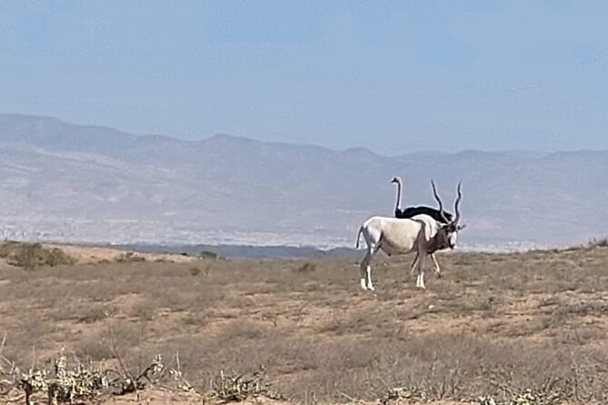 Souss Massa National Park Half Day Trip from Agadir - Lunch, tagine, and what the $104.53 price covers