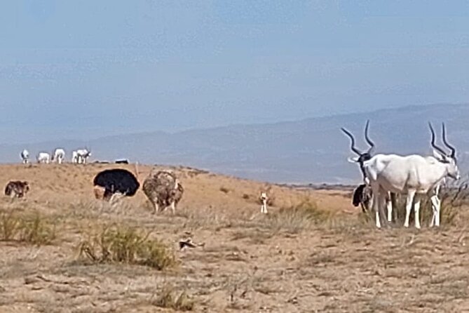 Souss Massa National Park Half Day Trip from Agadir - What the private format is really like