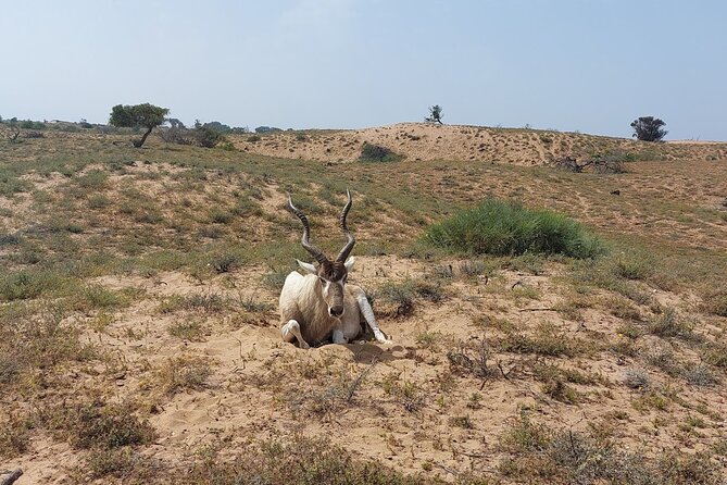 Souss Massa National Park Half Day Trip from Agadir - Who will enjoy this half-day outing