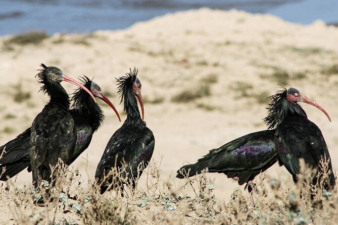 Souss Massa National Park Half Day Trip from Agadir - Booking, cancellation, and simple preparation tips