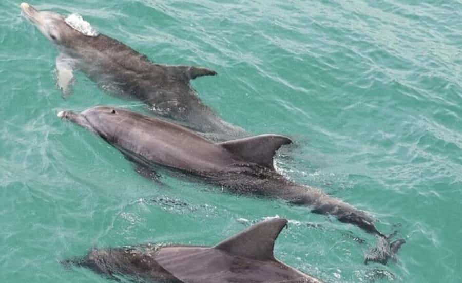 Sydney: Jervis Bay Day Trip with Dolphins, Roos & Beach Time - Is This Jervis Bay Day Trip Worth the Long Drive?