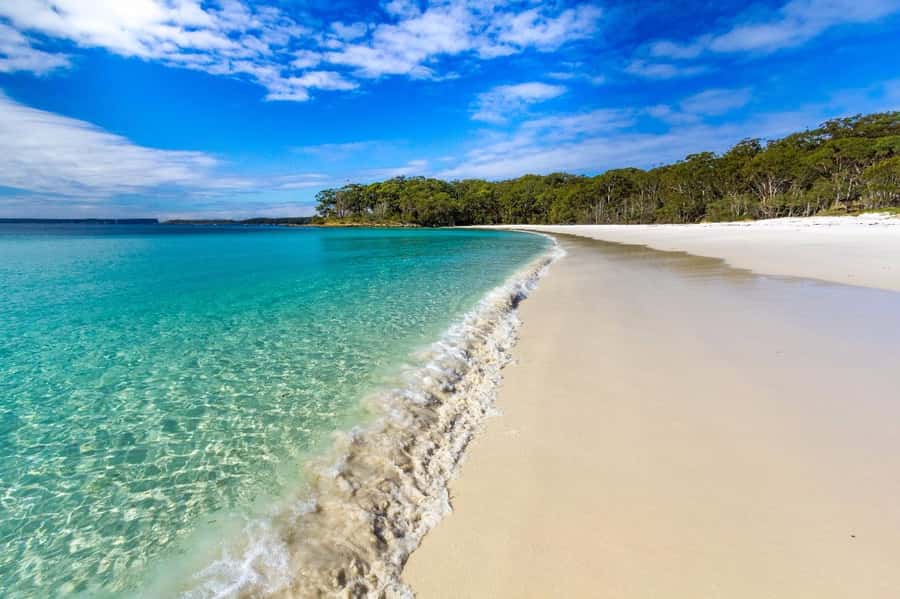Sydney: Jervis Bay Day Trip with Dolphins, Roos & Beach Time - Kangaroos at Cave Beach in Booderee National Park
