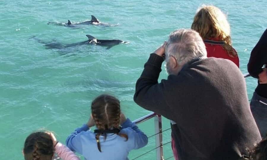 Sydney: Jervis Bay Day Trip with Dolphins, Roos & Beach Time - Meeting Bottlenose Dolphins on the 1.5-Hour Cruise