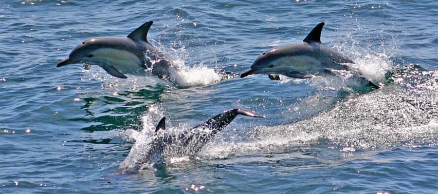 Sydney: Port Stephens Dolphin Cruise & Sandboarding Day Trip - How the schedule works in real life