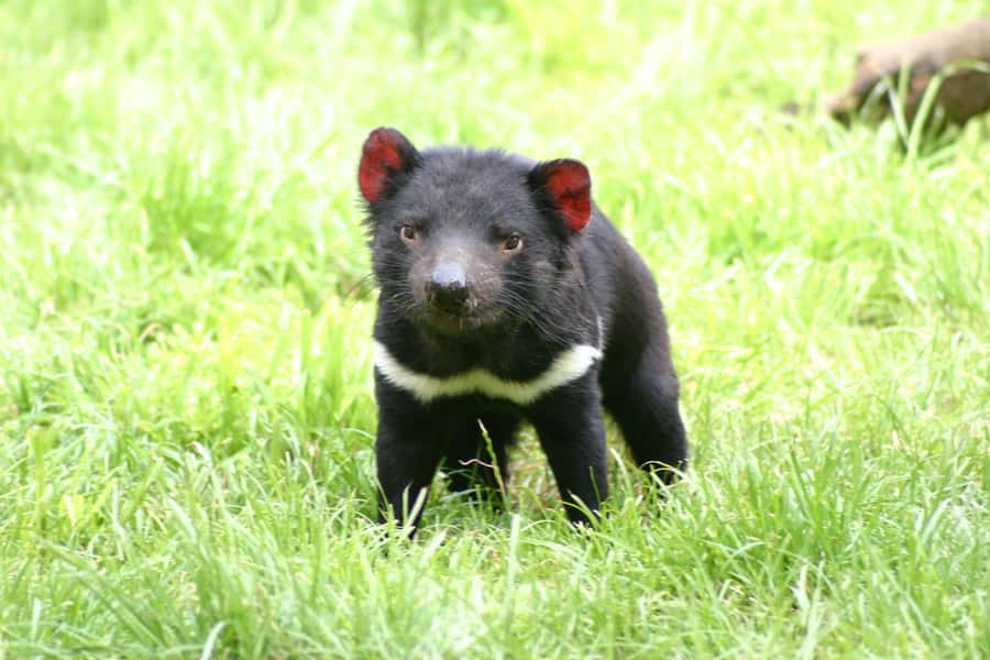Tasman Peninsula Day Trip with Cruise & Devils from Hobart - What the wilderness cruise feels like