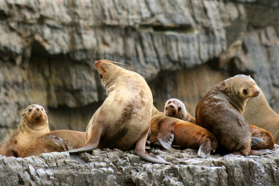 Tasman Peninsula Day Trip with Cruise & Devils from Hobart - How much value do you get for $230?