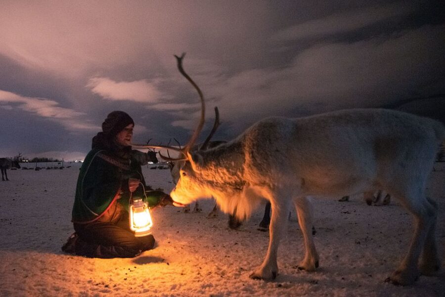 Tromsø: Reindeer Sled, Dinner, and Chance of Northern Lights - A close look at Tromsø’s reindeer camp