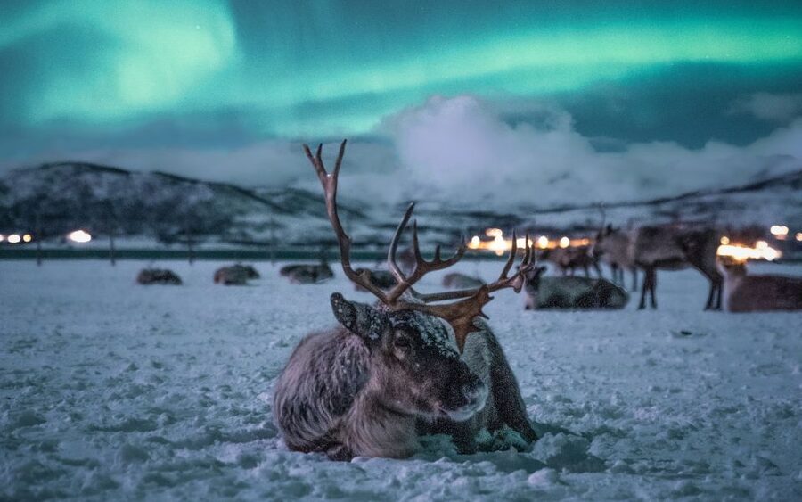 Tromsø: Reindeer Sled, Dinner, and Chance of Northern Lights - Feeding around 300 reindeer by hand