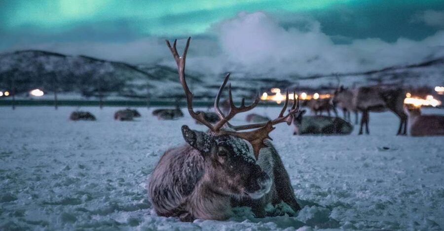 Tromsø: Reindeer Sled, Dinner, and Chance of Northern Lights - Warm up with a Sami meal by the fire