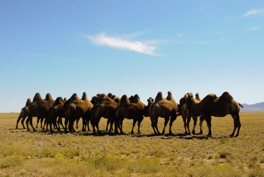 Ulaanbaatar: Semi-Gobi Desert Day Trip & Camel Ride - Reaching the sand at Elsen Tasarkhai