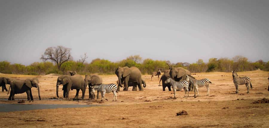 Victoria Falls: Chobe National Park Day Trip with Lunch - Key points to know before you book