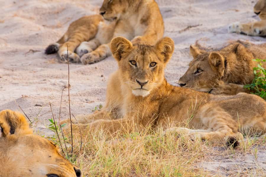 Victoria Falls: Chobe National Park Day Trip with Lunch - The open 4x4 safari in Chobe National Park