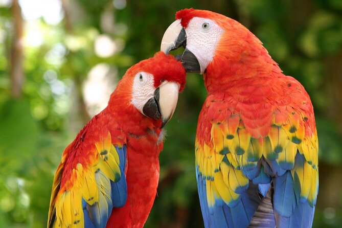 Xcaret Park Day Trip, transportation and Cultural Night Show - Key points to know before you book