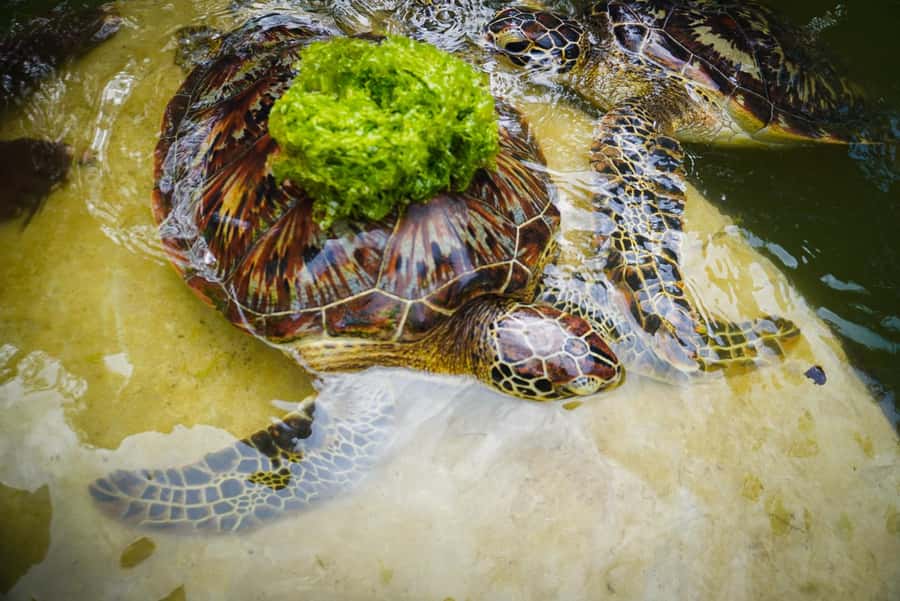 Zanzibar: Nungwi Turtle Aquarium Guided Half-Day Trip - Swimming with turtles in Nungwi’s coral pool