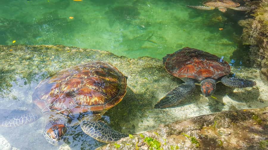 Zanzibar: Nungwi Turtle Aquarium Guided Half-Day Trip - What the guide explains about turtle conservation