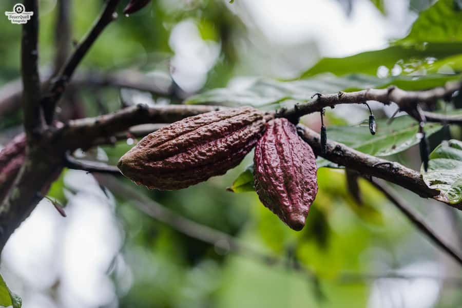 Zanzibar: Stone Town, Spice Tour, Prison Island with Lunch - The spice farm: where Zanzibar becomes a smell test